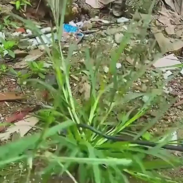 Gardening Weed Puller Tool